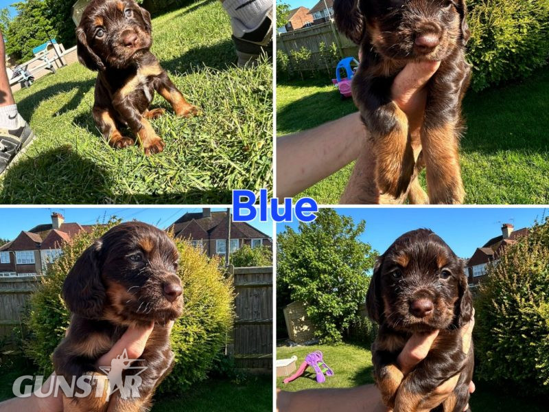 KC Registered Working Cocker Spaniel Puppies - {CATEGORY} in 