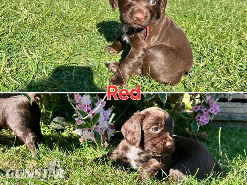 KC Registered Working Cocker Spaniel Puppies in 
