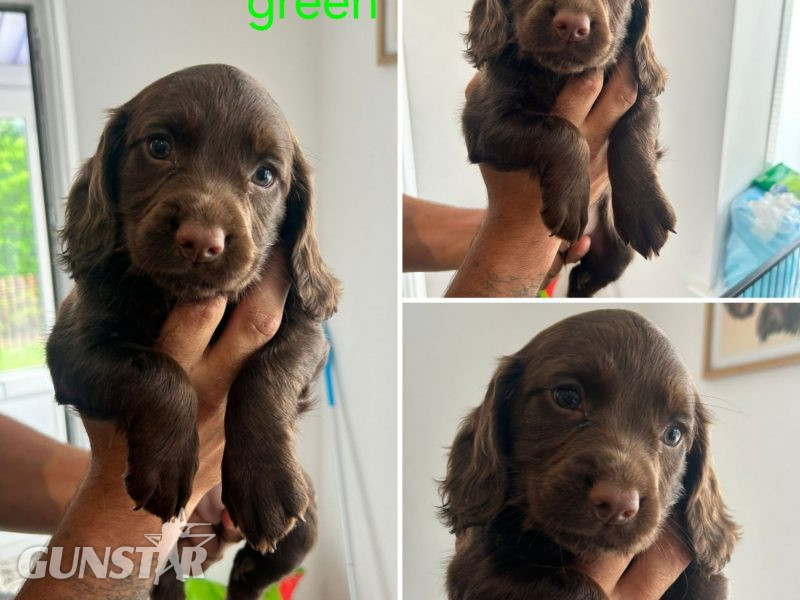 {CATEGORY} - KC Registered Working Cocker Spaniel Puppies