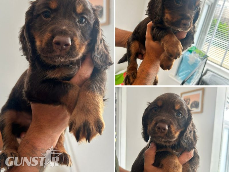 KC Registered Working Cocker Spaniel Puppies 