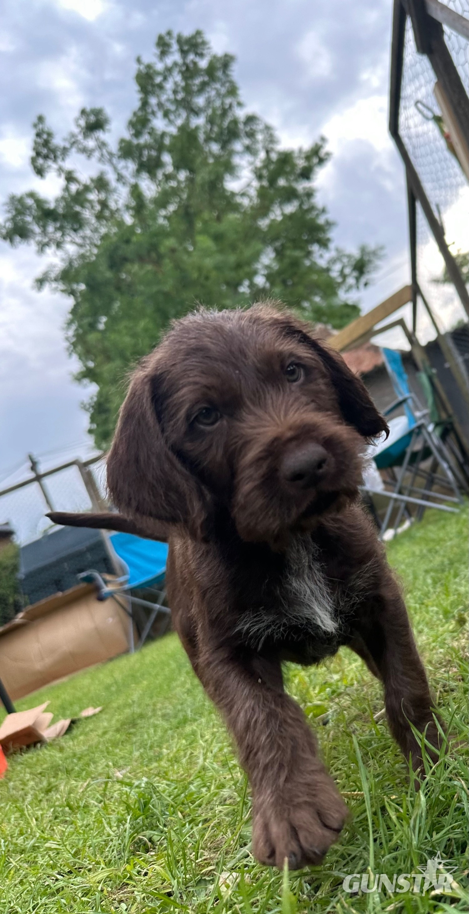 {CATEGORY} - German wirehair pointer cross pudlepointer pups