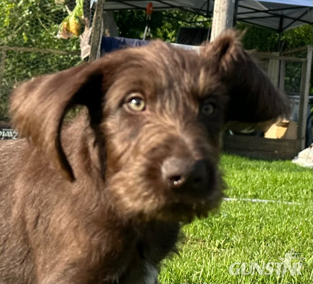 German wirehair pointer cross pudlepointer pups in 