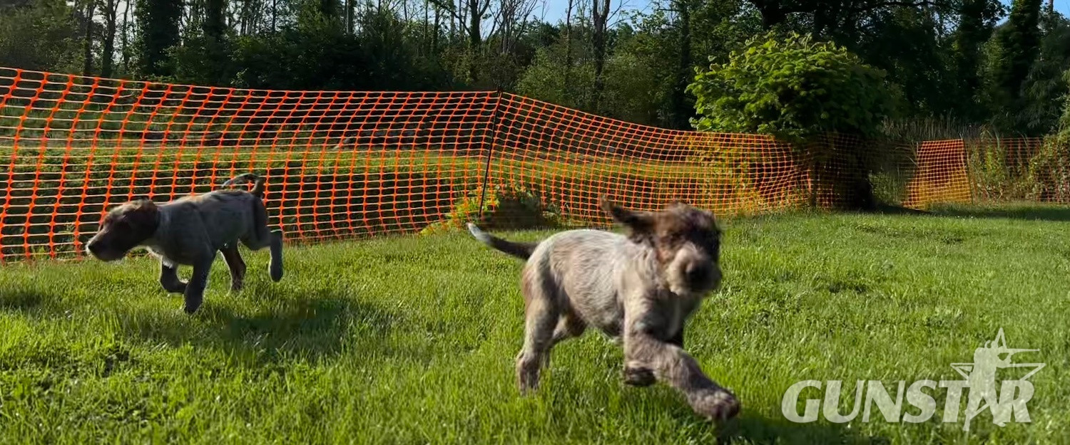 German wirehair pointer cross pudlepointer pups