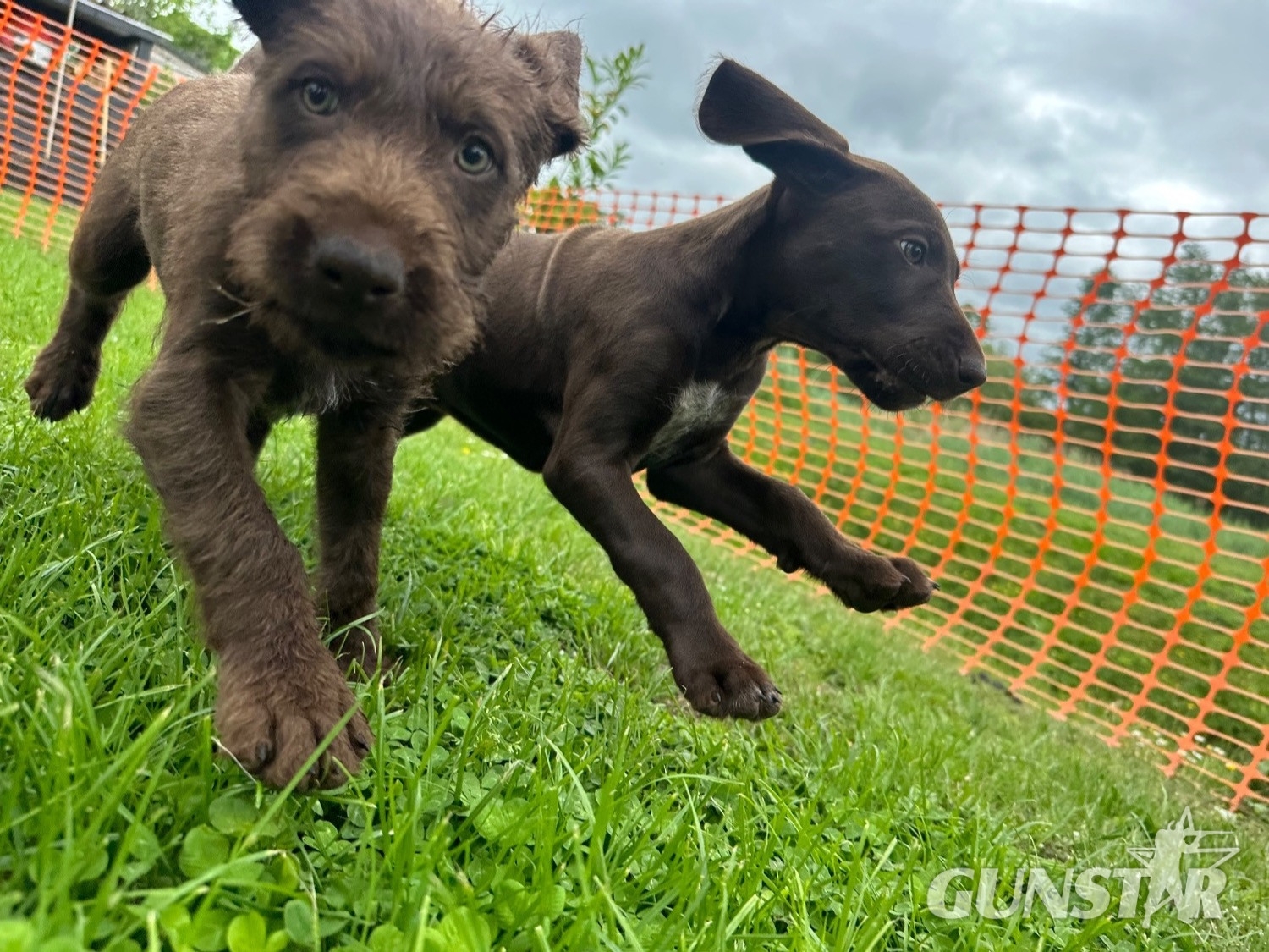  German wirehair pointer cross pudlepointer pups