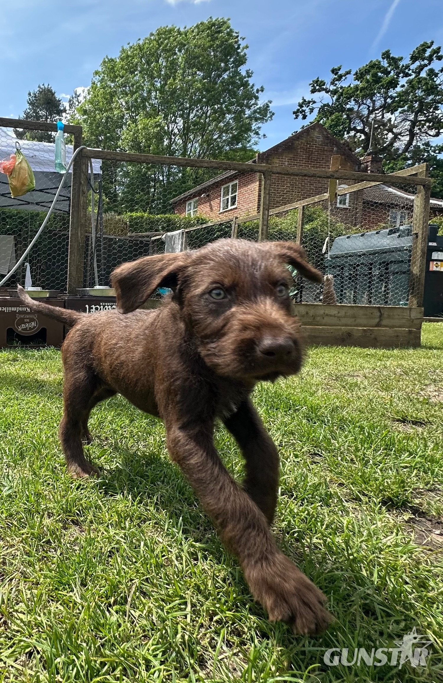 German wirehair pointer cross pudlepointer pups - {CATEGORY} in 