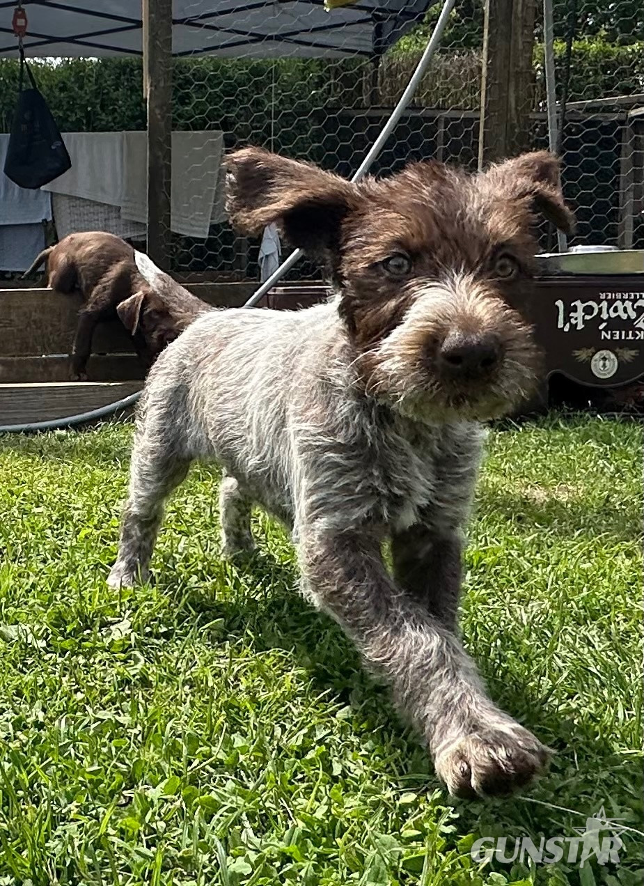 German wirehair pointer cross pudlepointer pups - {CATEGORY}