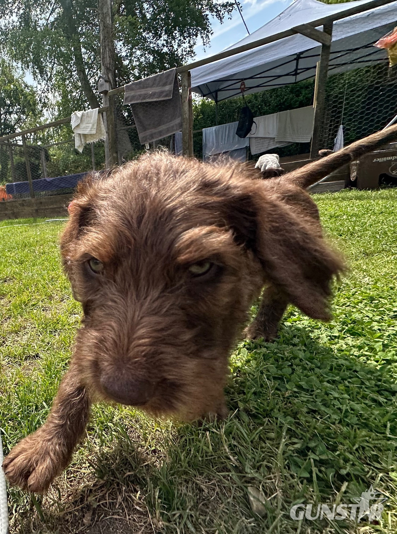 German wirehair pointer cross pudlepointer pups 
