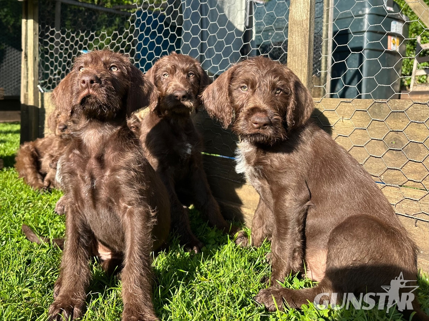{CATEGORY} - German wirehair pointer cross pudlepointer pups in 