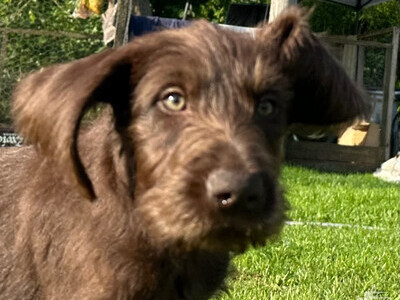 German wirehair pointer cross pudlepointer pups
