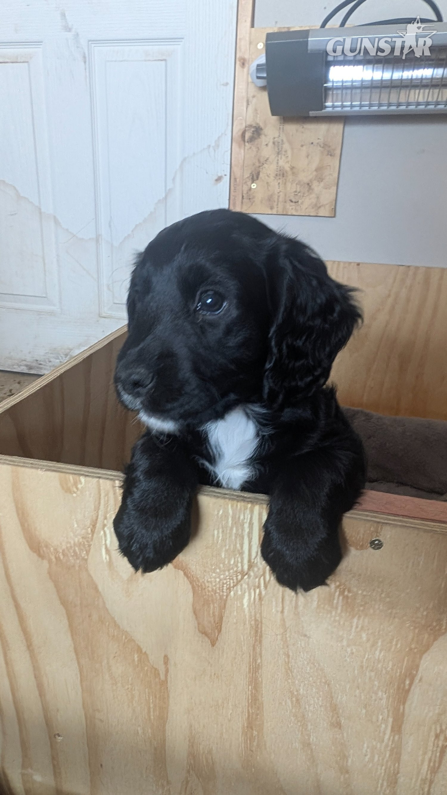 KC registered, working cocker spaniel puppy  in 