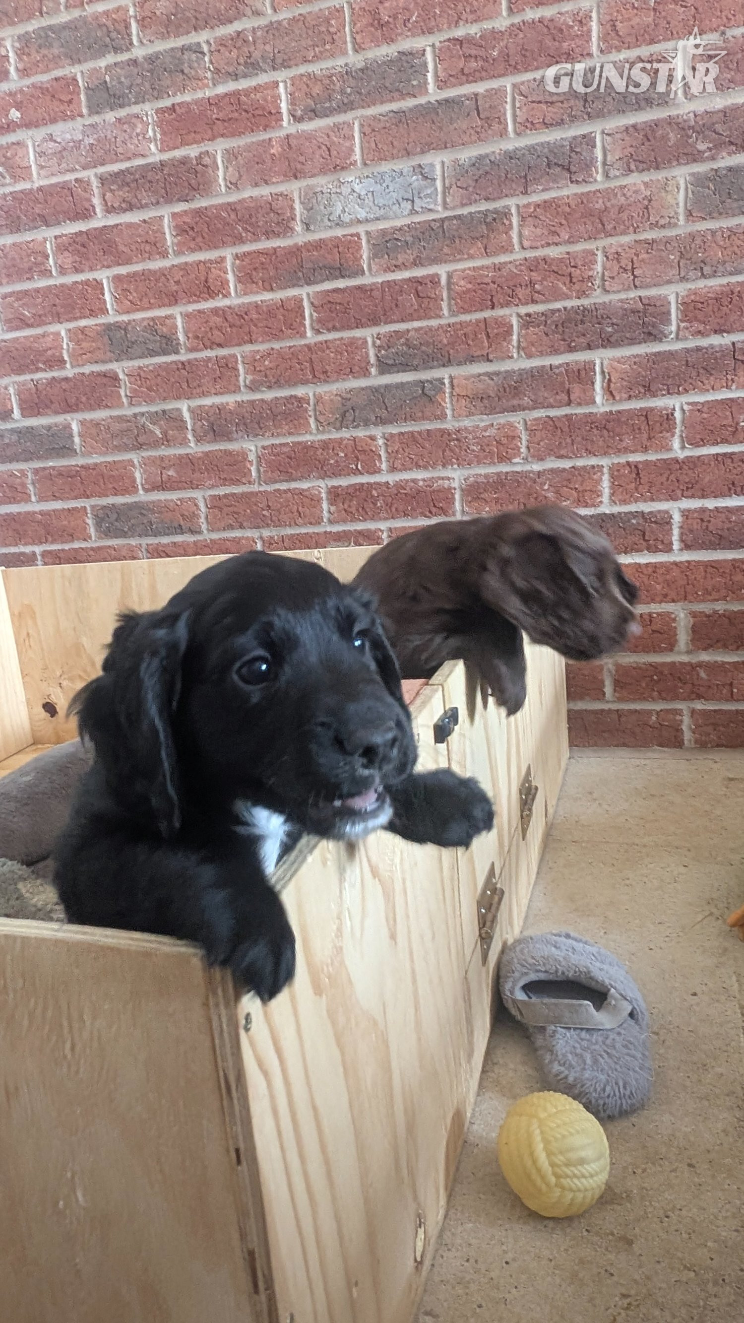 KC registered, working cocker spaniel puppy 