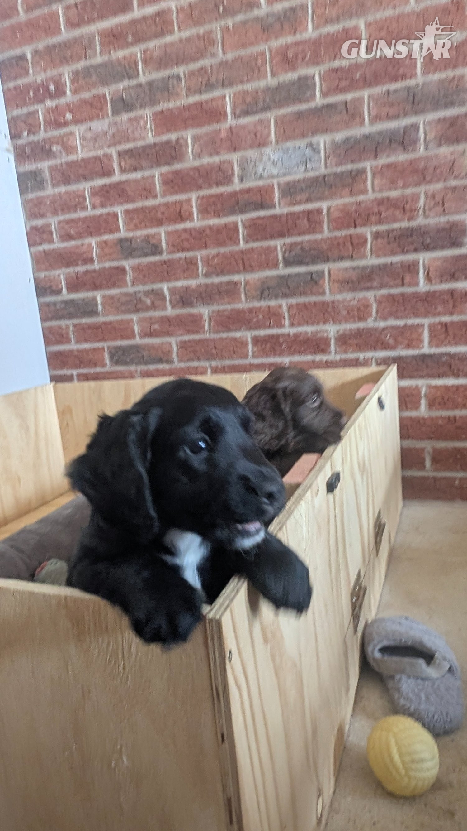  KC registered, working cocker spaniel puppy 