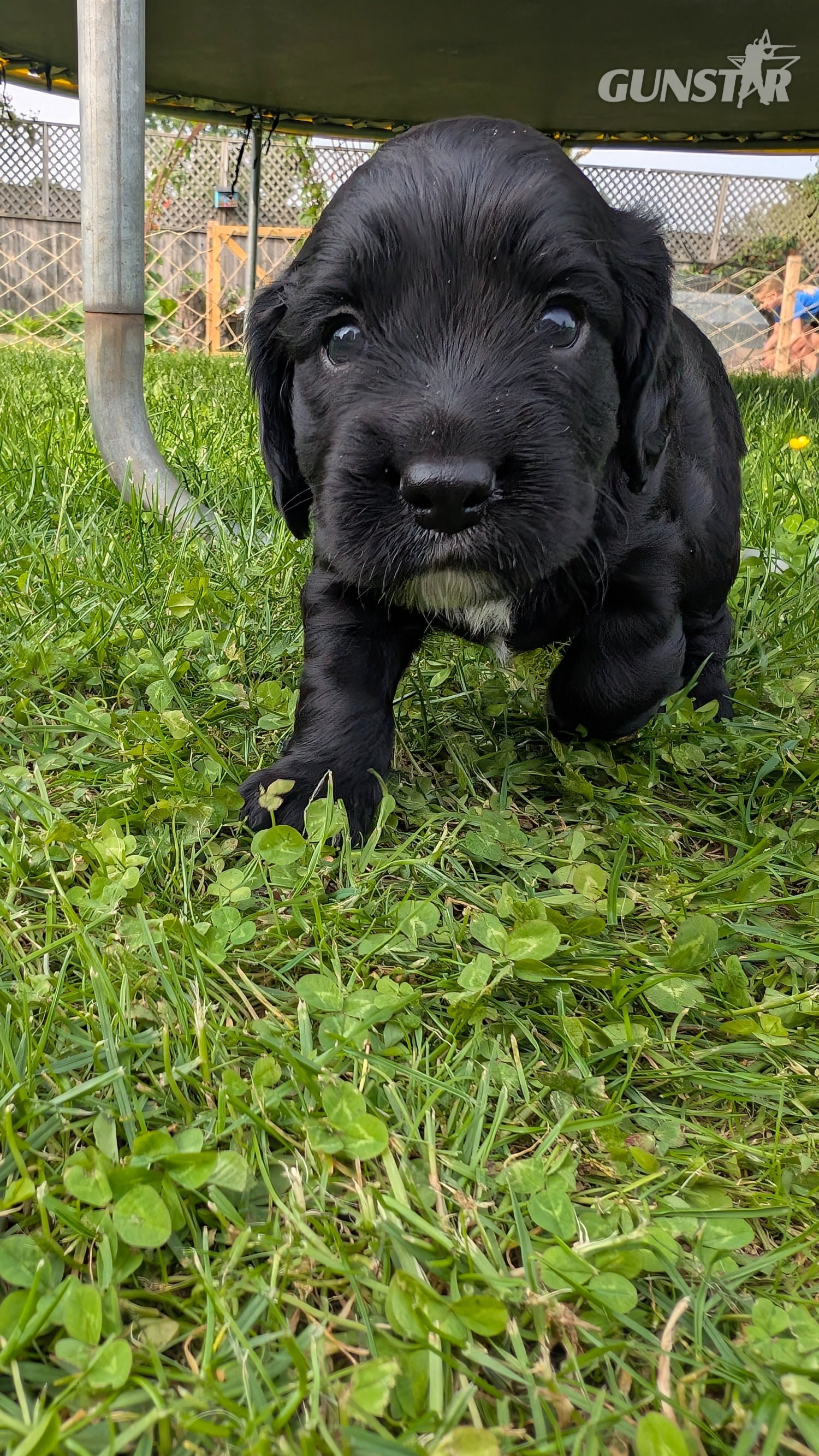 KC registered, working cocker spaniel puppy  - {CATEGORY} in 