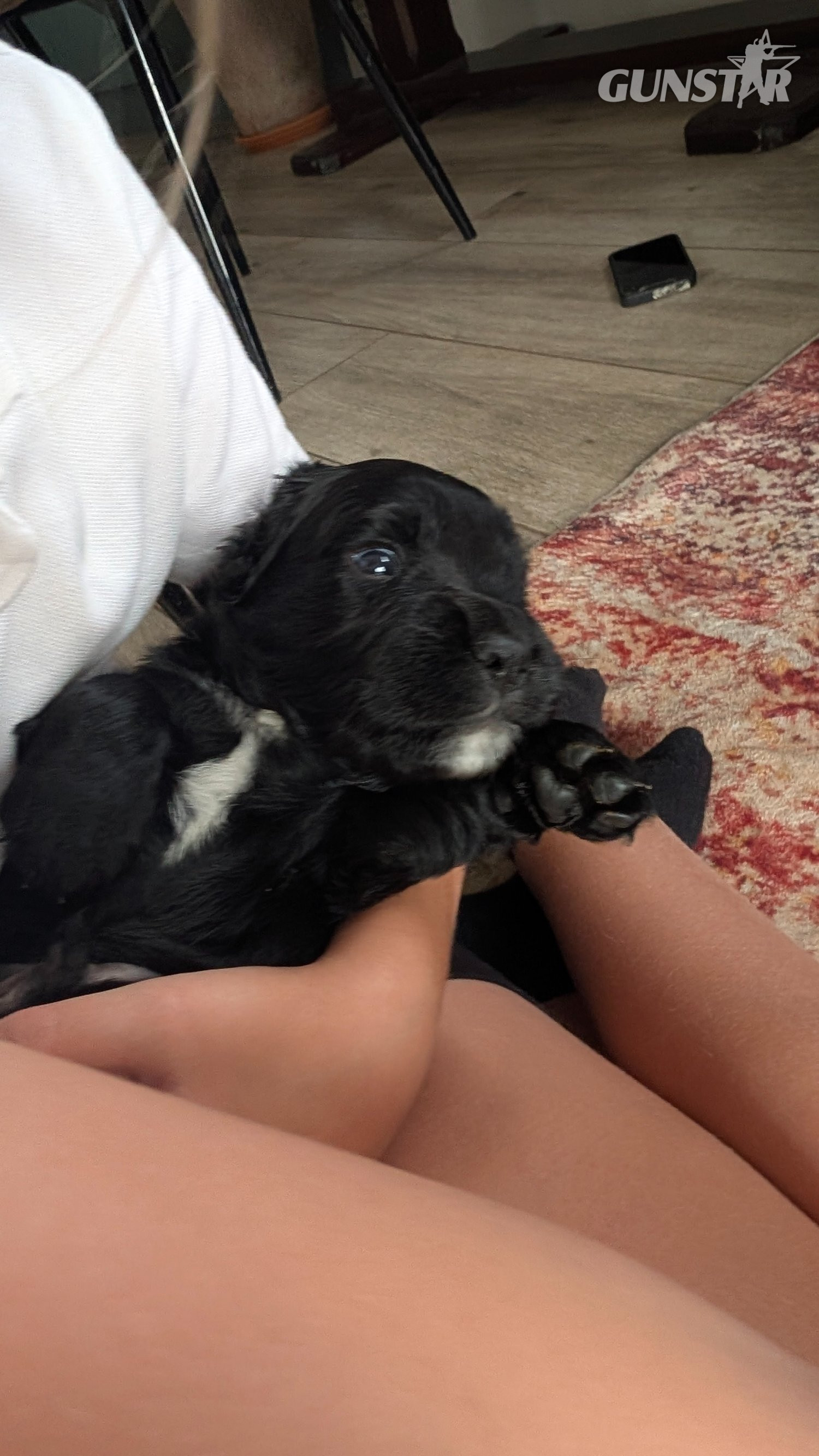 KC registered, working cocker spaniel puppy  - {CATEGORY}