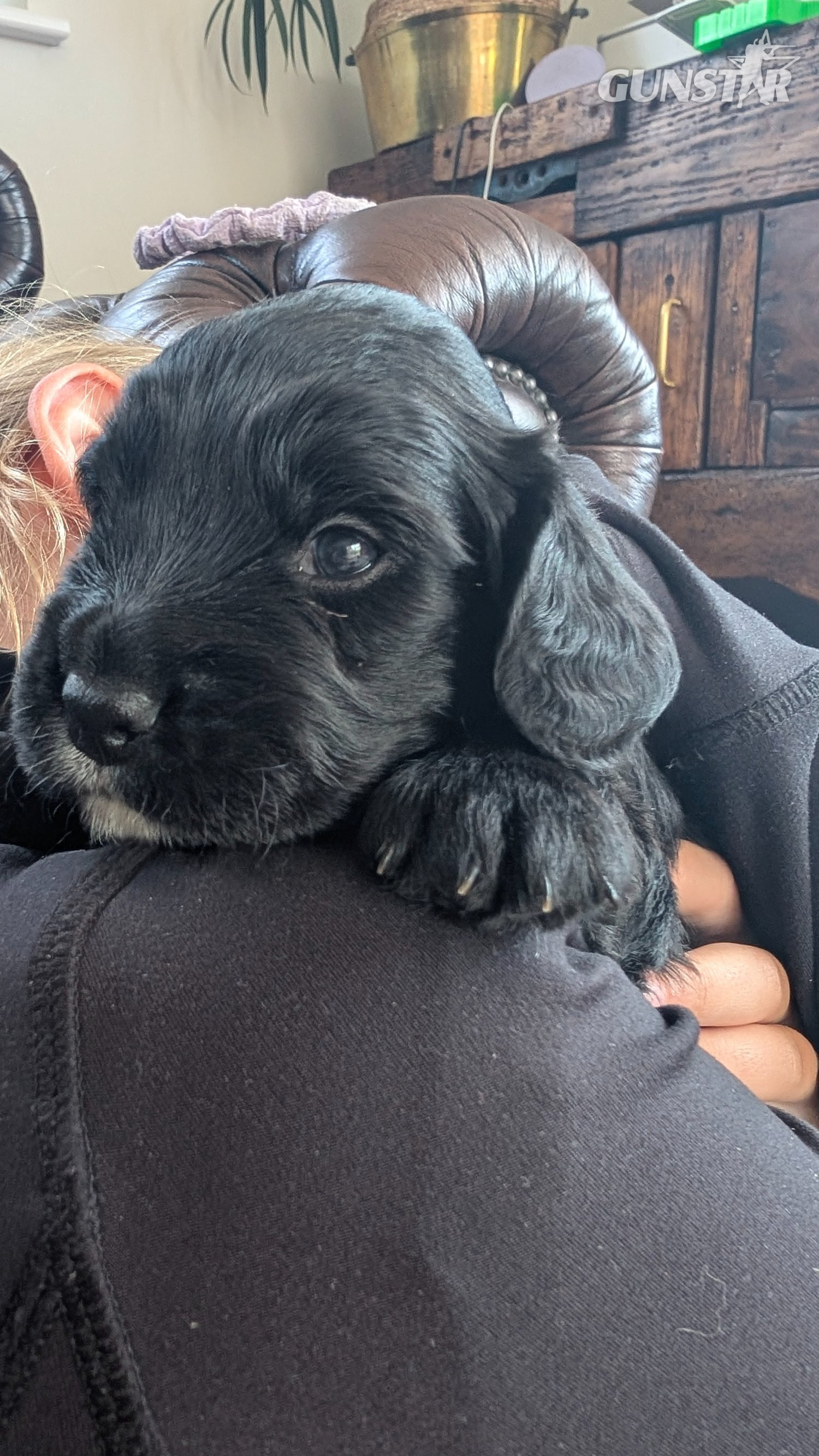 KC registered, working cocker spaniel puppy  