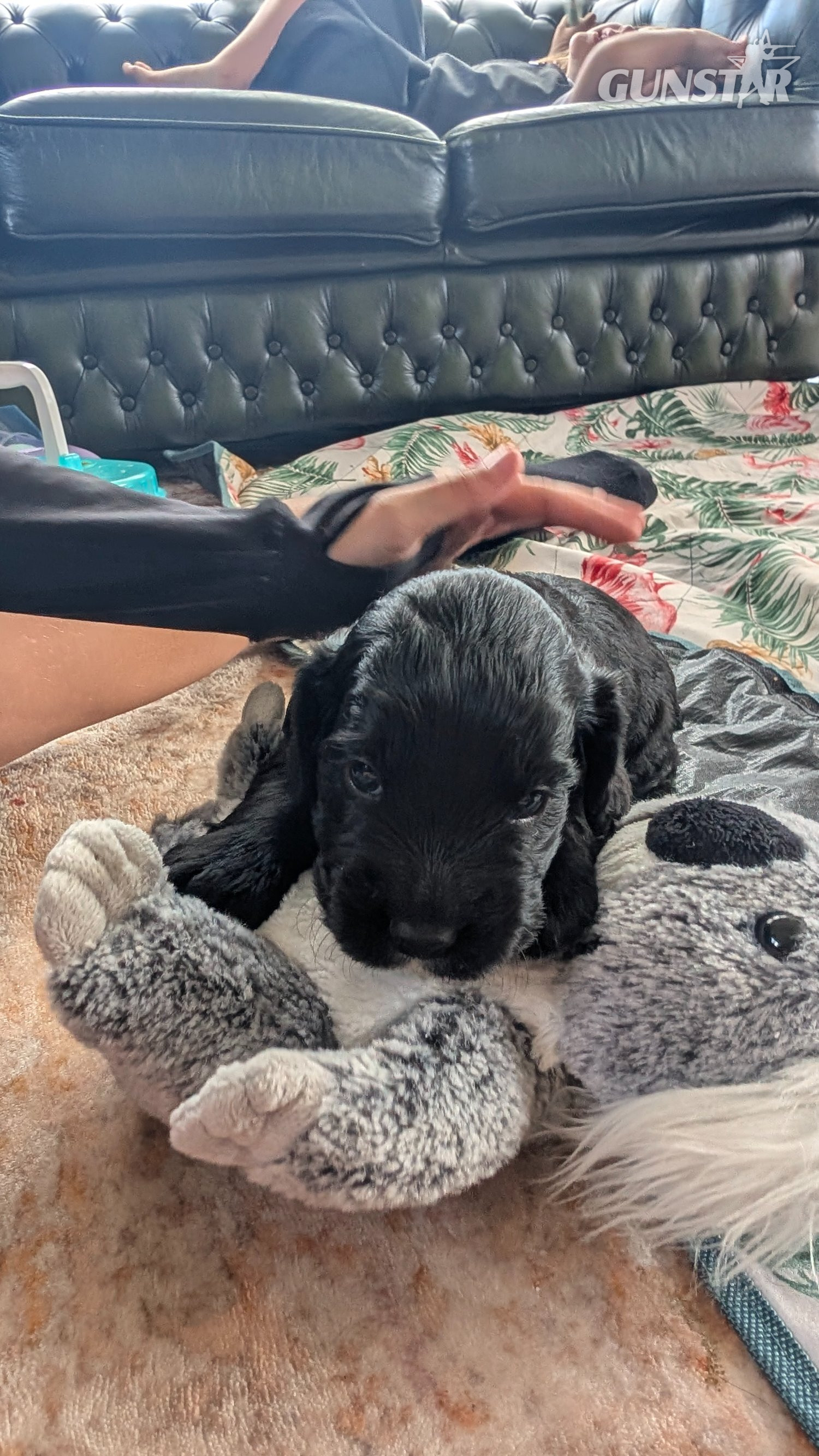 {CATEGORY} - KC registered, working cocker spaniel puppy  in 