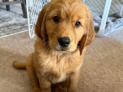Stunning KC Registered Golden Retriever Female Puppy - 8 Weeks - Ready Now - 