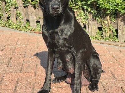 Black Labrador puppies.