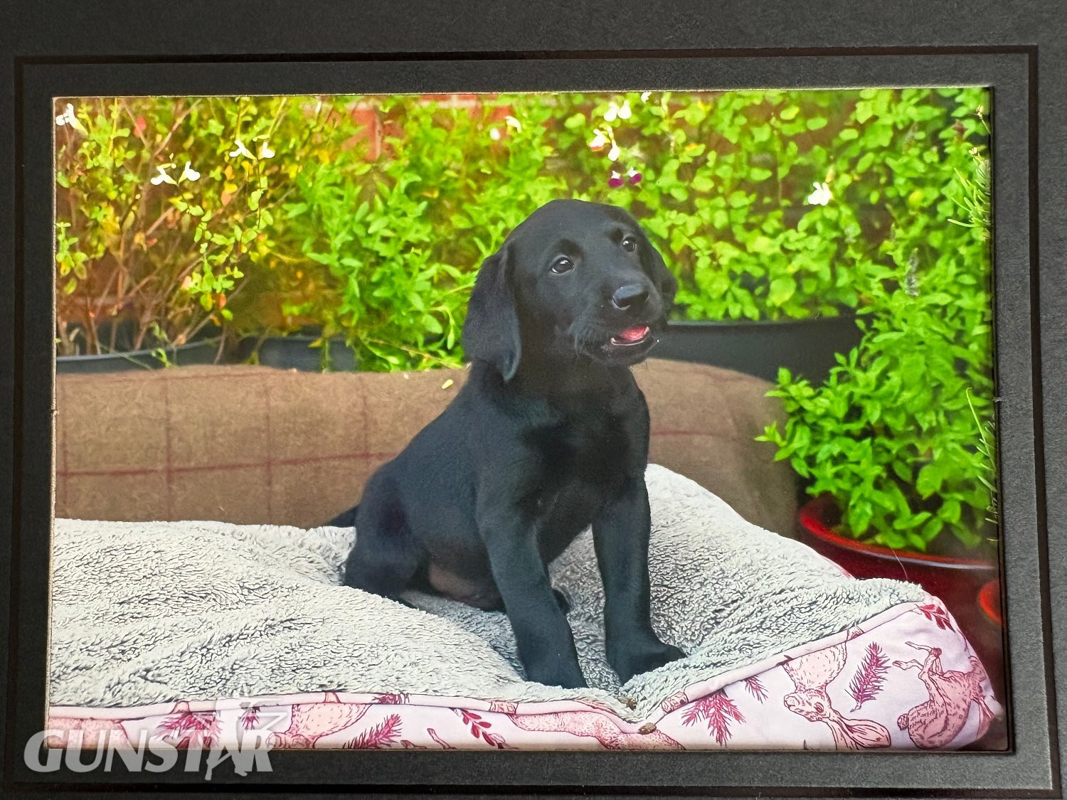 Black Labrador puppies.