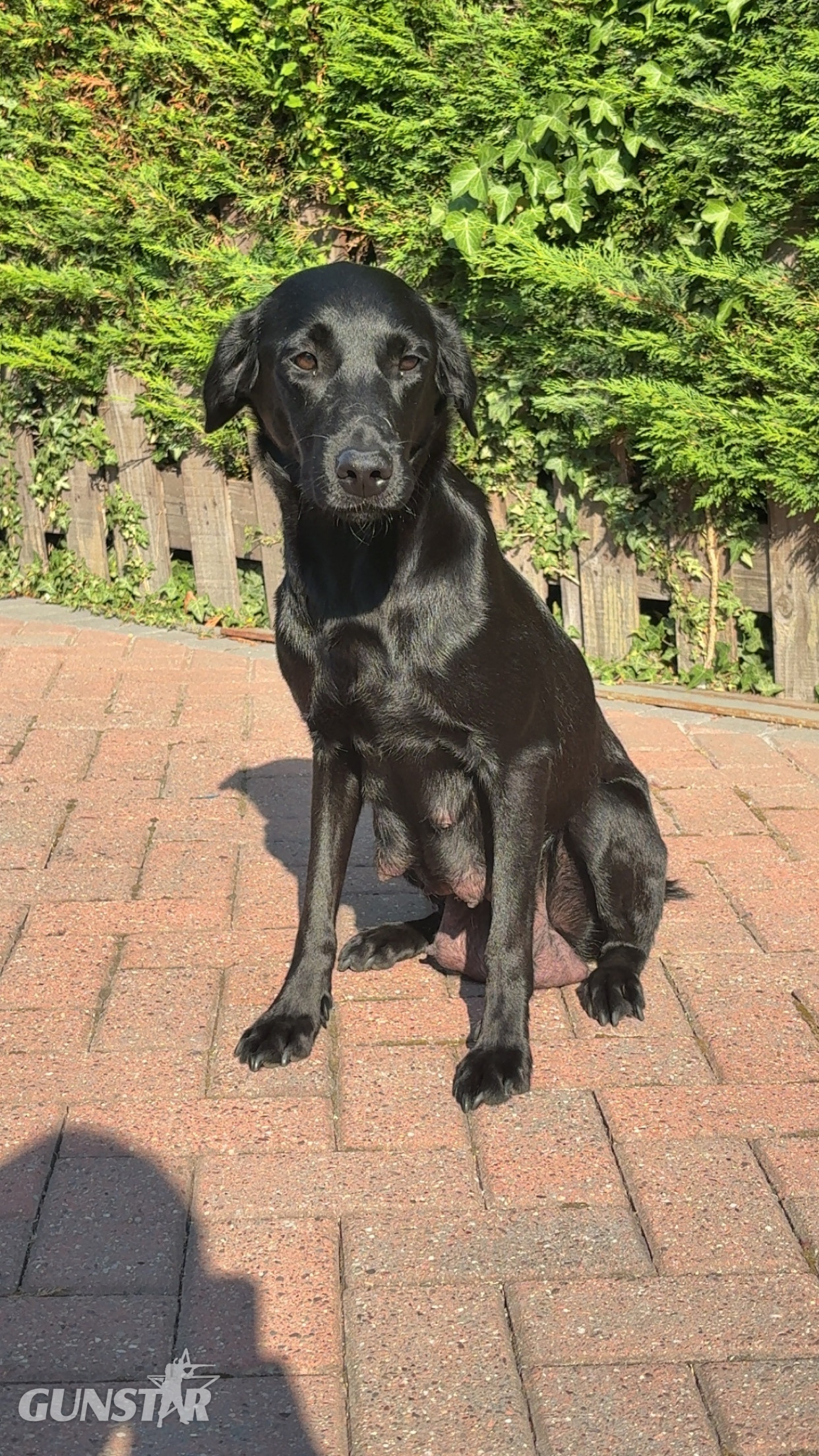 Black Labrador puppies. in 