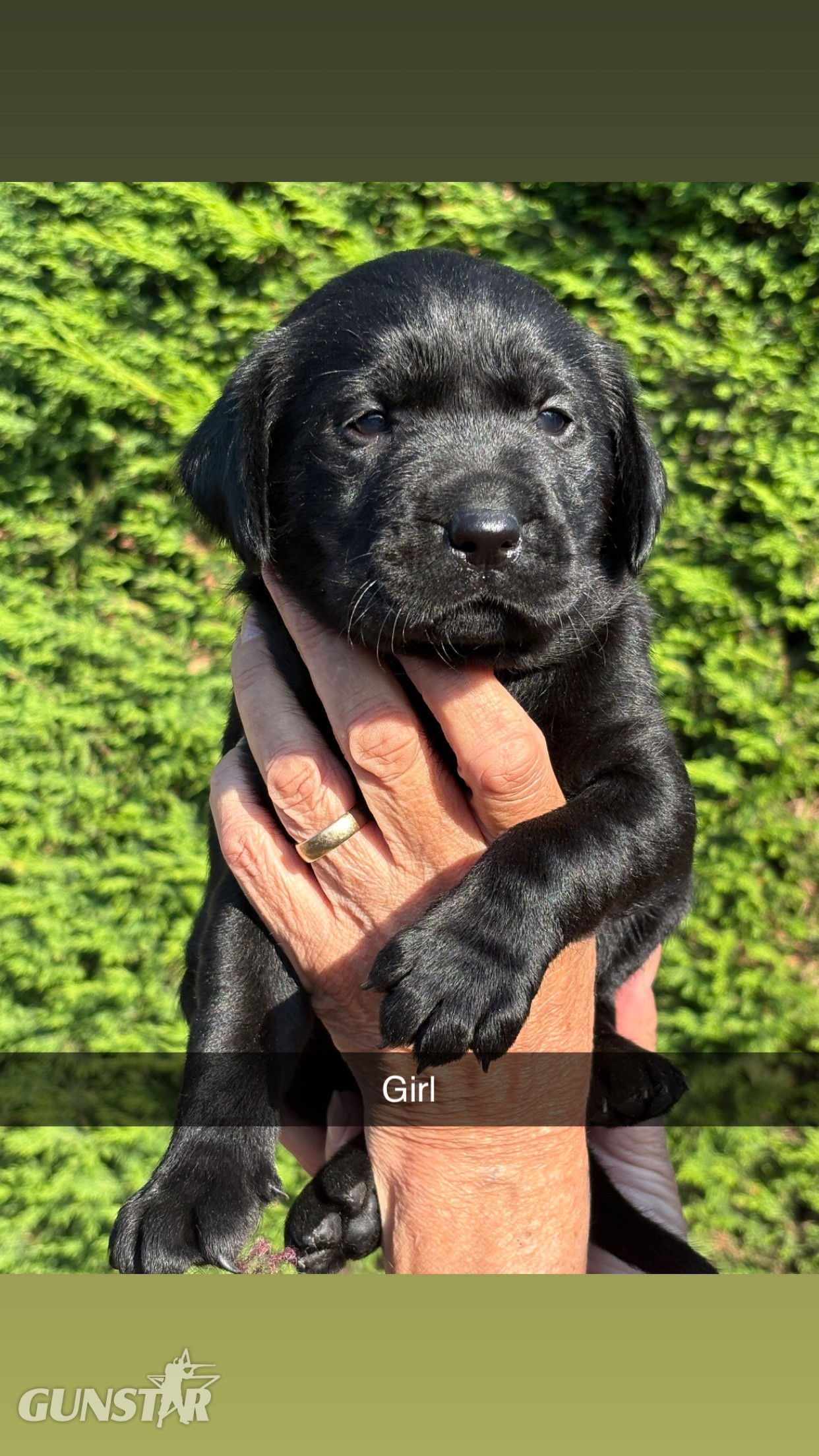 Black Labrador puppies.