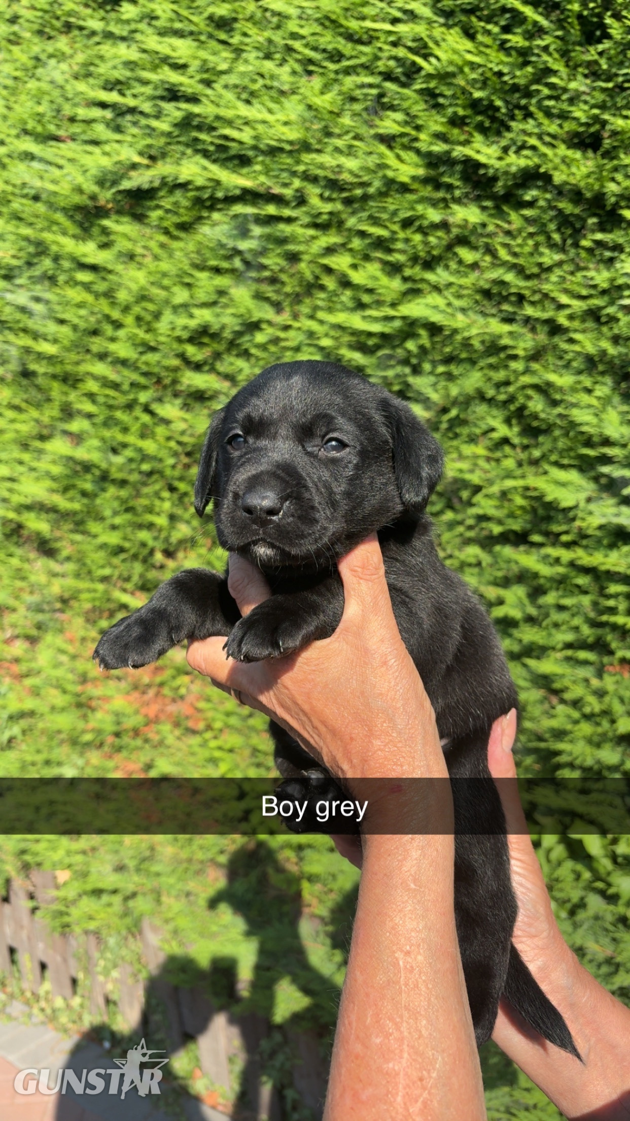  Black Labrador puppies.