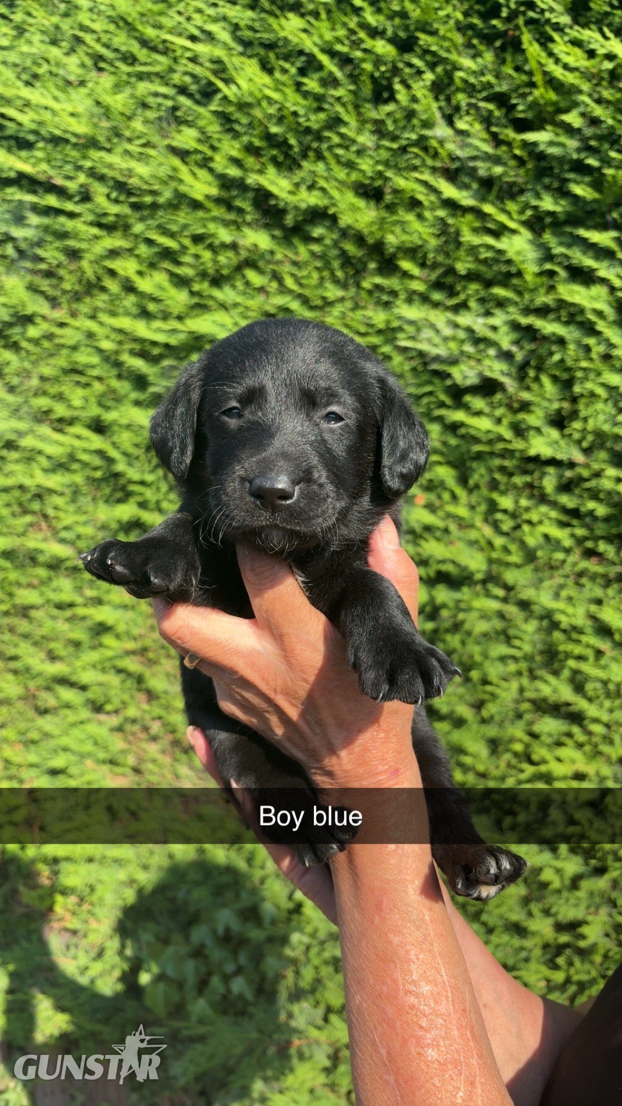 Black Labrador puppies. - {CATEGORY} in 