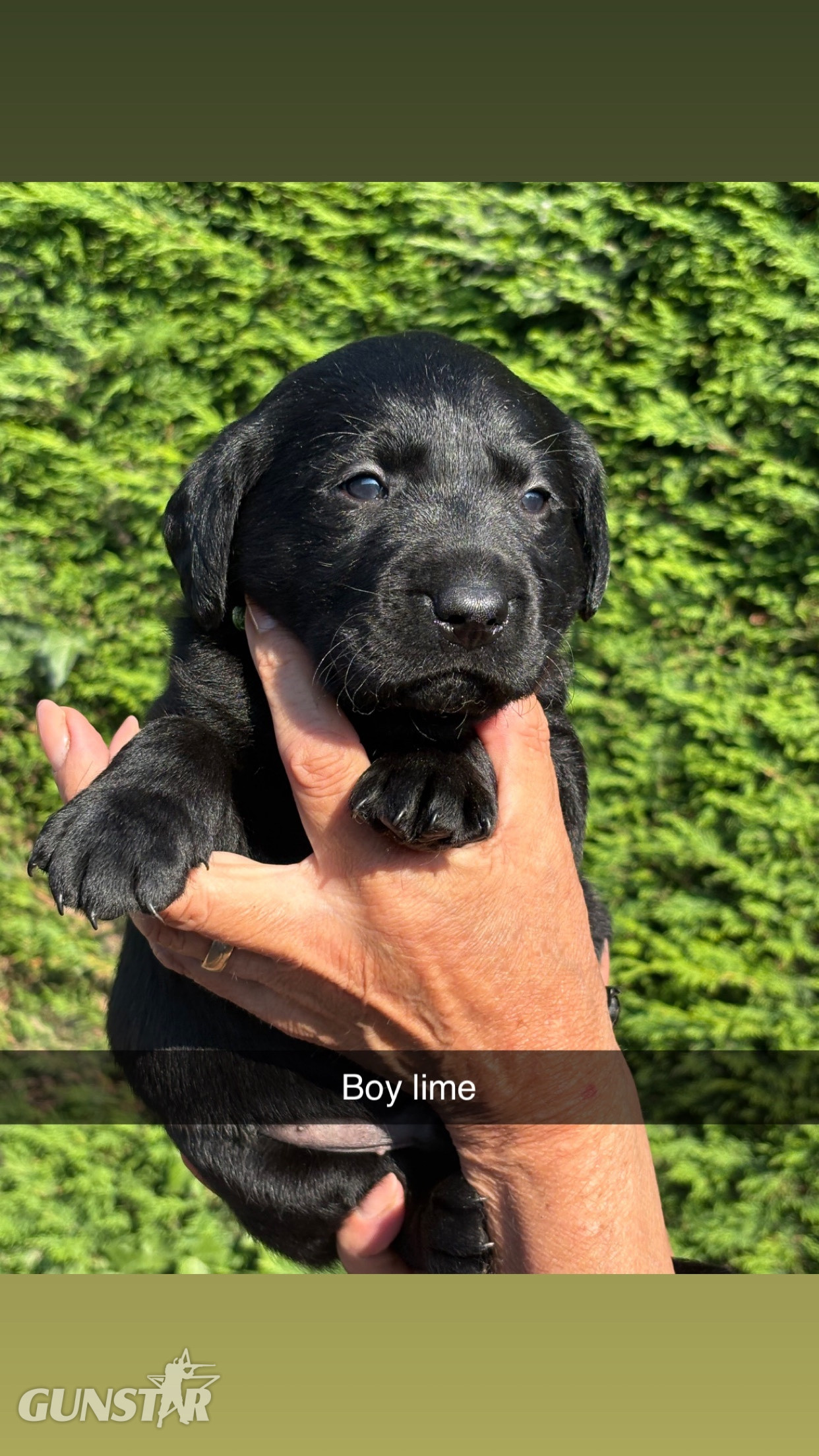 Black Labrador puppies. - {CATEGORY}