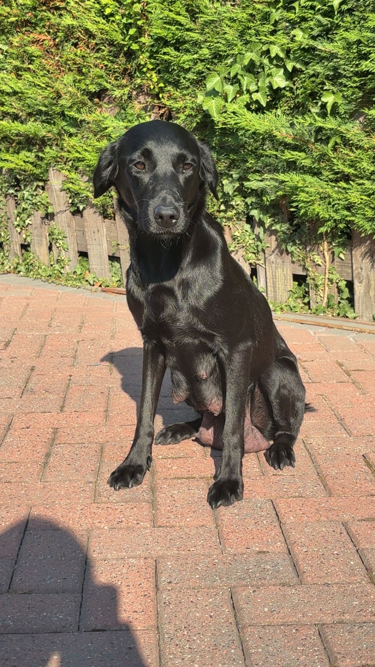 Black Labrador puppies. - {CATEGORY} in 