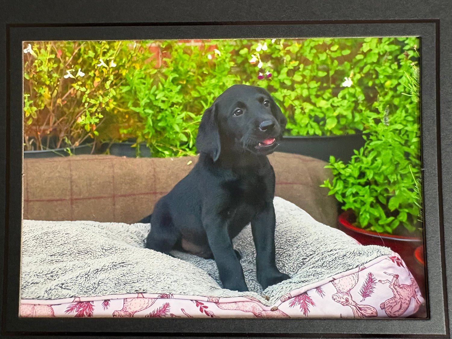 Black Labrador puppies.