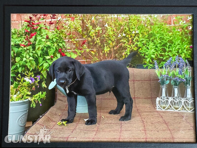 Black Labrador puppies.