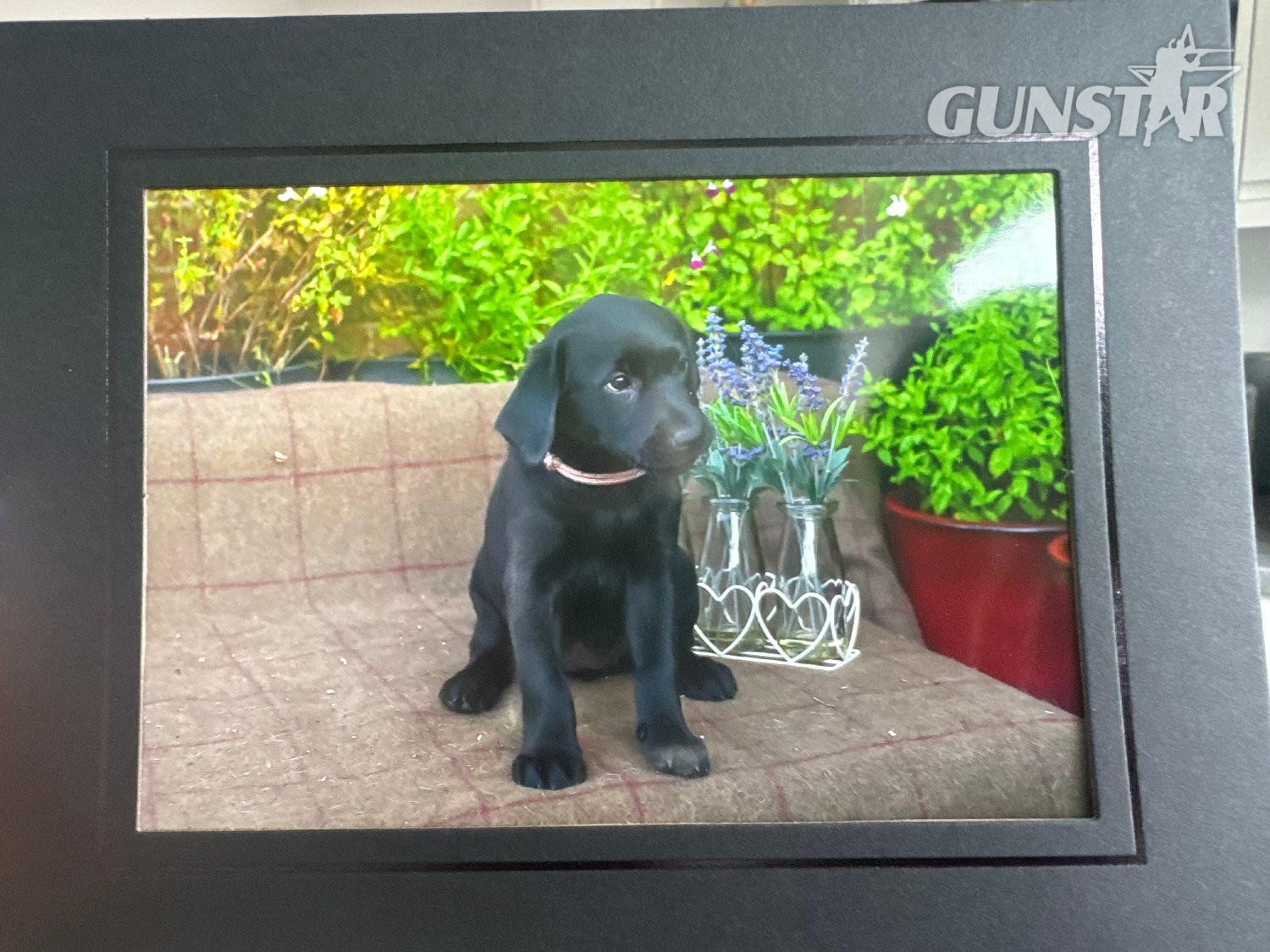  Black Labrador puppies.