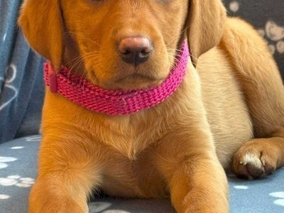Fox Red Labrador