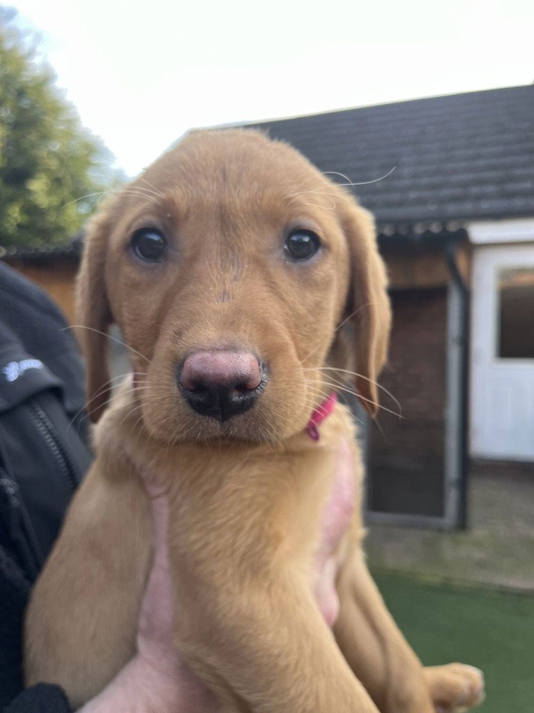 Fox Red Labrador 