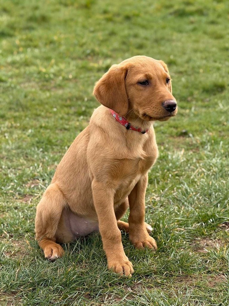  Fox Red Labrador 