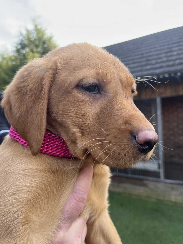 Fox Red Labrador  - {CATEGORY} in 
