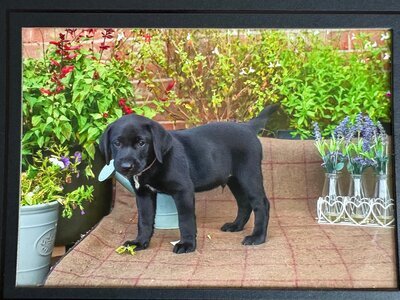 Black Labrador puppies.