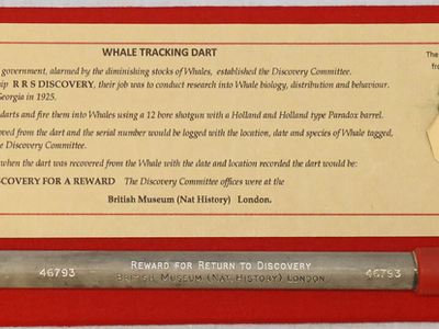INERT DEACTIVATED. British Discovery Committee Whale Tracking Dart. -Sn 19887 INERT DEACTIVATED. British Discovery Committee Whale Tracking Dart. -Sn 19887  Other