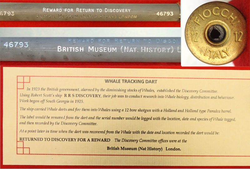 INERT DEACTIVATED. British Discovery Committee Whale Tracking Dart. -Sn 19887 INERT DEACTIVATED. British Discovery Committee Whale Tracking Dart. -Sn 19887  Other Ammunition