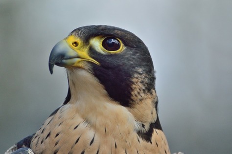 Police asking for witnesses as man uses his air rifle to shoot at endangered falcons