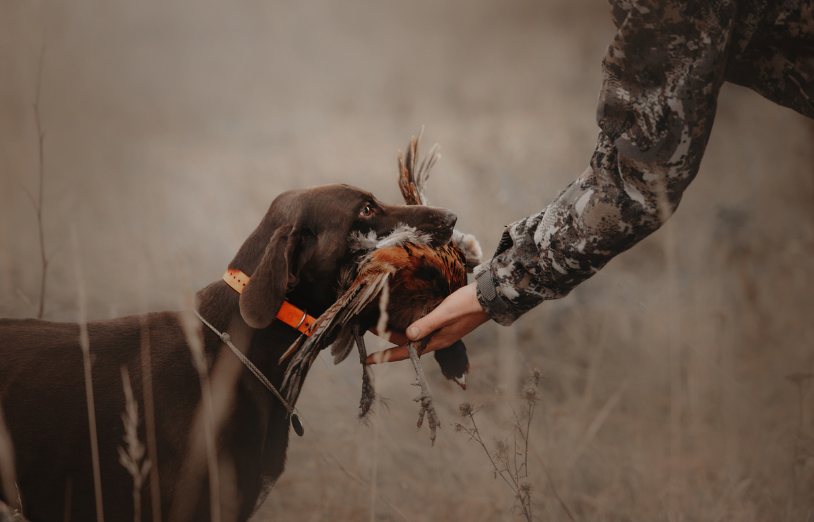 Is Your Gundog Ready for August? A Practical Pre-Season Checklist