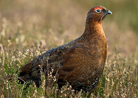 Gamekeepers are working together this grouse season to save millions on conservation schemes