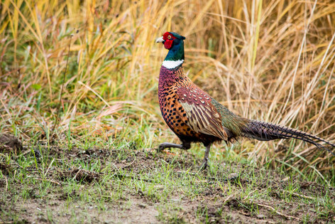 New poll from Game and Wildlife Conservation Trust shows banning pheasant shooting was a bad idea.