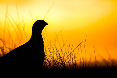 The lack of Grouse shoots this year costs some areas of the UK millions of pounds before Christmas.