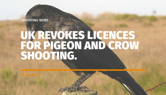 The UK Revokes its Licences for Pigeon and Crow Shooting