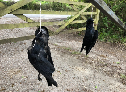 Chris Packham gets his house ironically littered with dead birds amidst shooting ban controversy